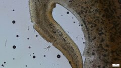 Lactifluus ochrogalactus