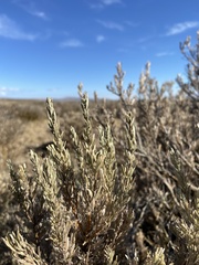 Artemisia rigida
