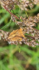 Carpocoris fuscispinus
