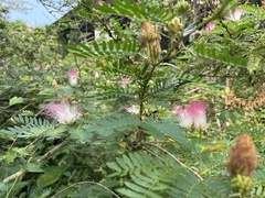 Calliandra