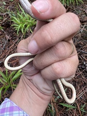 Thamnophis saurita