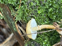 Cystoderma amianthinum