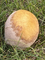 Lycoperdon pratense