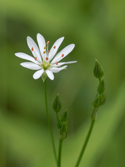 Stellaria graminea