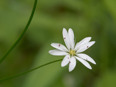Stellaria graminea