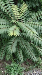 Ailanthus altissima