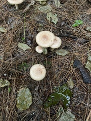 Lactarius vinaceorufescens