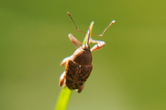 Curculio glandium