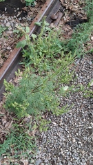 Ambrosia artemisiifolia