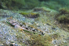 Favonigobius lateralis