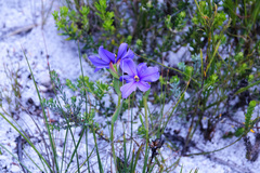 Aristea africana