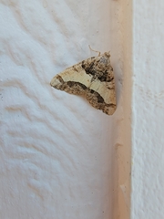 Frederickia hypaethrata