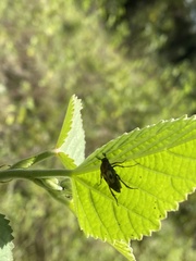 Macrosiagon octomaculata