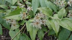 Clematis vitalba