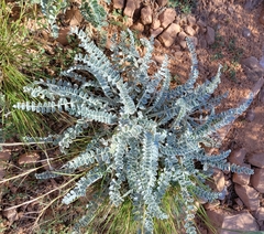 Astragalus mollissimus