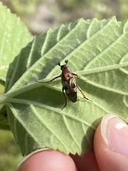 Macrosiagon octomaculata