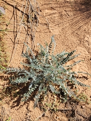 Astragalus mollissimus