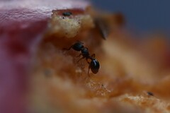 Myrmecina graminicola