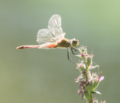 Sympetrum depressiusculum