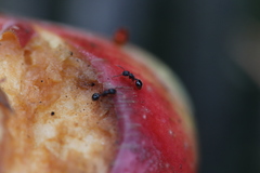 Myrmecina graminicola