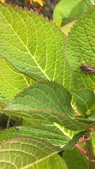 Hydrangea macrophylla