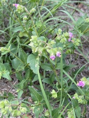 Mirabilis nyctaginea
