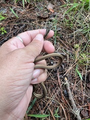 Thamnophis saurita