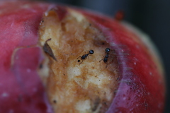 Myrmecina graminicola