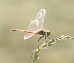 Sympetrum depressiusculum