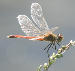 Sympetrum depressiusculum