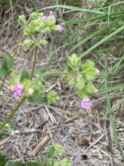 Mirabilis nyctaginea