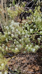 Lepidium fremontii