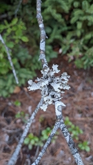 Platismatia tuckermanii