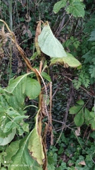 Phytolacca acinosa