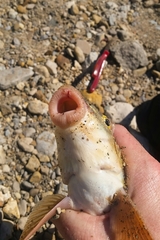 Moxostoma erythrurum