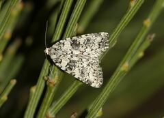 Bryophila domestica