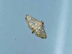 Nausinoe quadrinalis