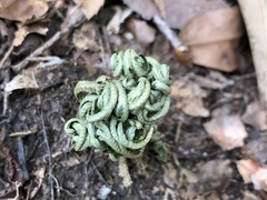 Selaginella tamariscina