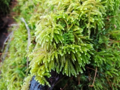 Eurhynchium angustirete