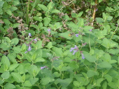 Nepeta racemosa