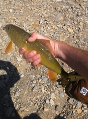 Moxostoma erythrurum