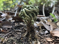 Selaginella tamariscina