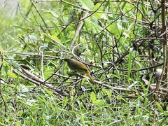 Pycnonotus finlaysoni