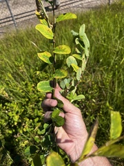 Alysicarpus vaginalis