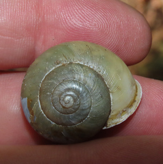 Neohelix alleni