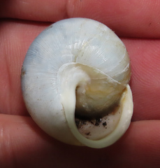 Neohelix alleni