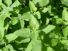 Nepeta racemosa