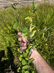 Alysicarpus vaginalis