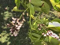Millettieae