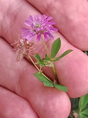 Trifolium resupinatum